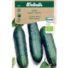Weibulls Gurka Marketmore Grøntsagsfrø