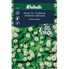 Hvidkløver frø Weibulls Hvidkløver storportion 50 gr Blomsterfrø