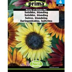Solsikke frø Prima Solsikke
