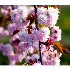 Pyntetræer Prunus Serrulata 'Kiku-shidare-sakura'