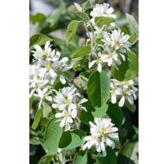 Amelanchier Alnifolia