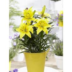Van Zyverden Patio Lily Lemon Pixie