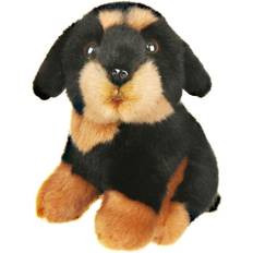 Small Rottweiler Dog