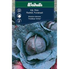 Weibulls Rødkål, Brassica Oleracera Grøntsagsfrø
