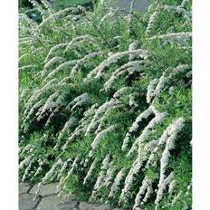 Brudspirea Hedge Brudspirea Norsk 20-40Cm 10-Pack