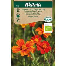 Weibulls Øko tagetes høj Blomsterfrø