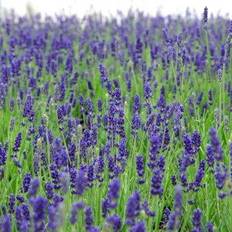 Augusti Sommarblommor Lavandula Angustifolia 'Hidcote Blue'