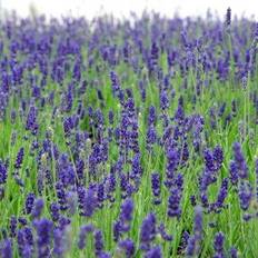 Lavendel 'Hidcote Blue' Sommerblomst