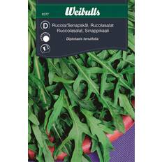 April Grøntsagsfrø Weibulls Ruccola Sandsenap Flerårig Grøntsagsfrø