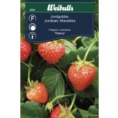 Hedelmä- ja Marjansiemenet Weibulls Jordgubbe