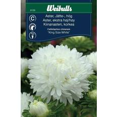 Blomsterfröer Weibulls Aster King Size White