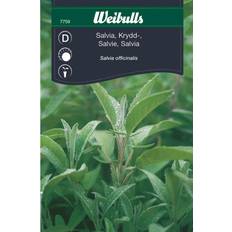 Weibulls Salvia Grøntsagsfrø