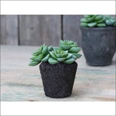 Chic Antique Sukkulent H: 11,5 cm