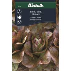 Weibulls Salat Rouge D Hiver Grøntsagsfrø