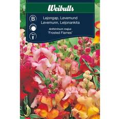 Lejongap Weibulls Lejongap Frosted Flames Blomsterfrø