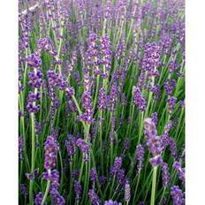 Lavendel 'Munstead' Hækplante