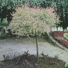 Japansk Pil - Salix Nishiki Prydbusk