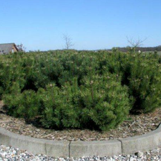Pinus mugo Pinus Mugo Mughus Prydtræ