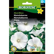 Krukker, Planter & Dyrkning Hornum Mont Blanc Mamelukærme Blomsterfrø