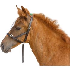 Blenheim leather Foal Slip