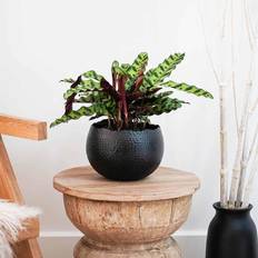 Ivyline Hammered Black/Copper Bowl