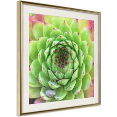 Inredningsdetaljer Arkiio Affisch Succulent (Square) [Poster] 30x30 Poster