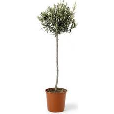 Olive Tree 80-100cm Træ & Busk