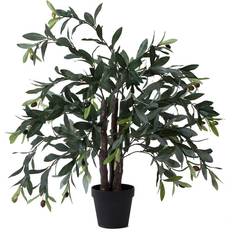 Trees & Shrubs Vickerman Olive Tree 30"