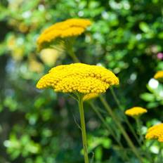 Suttons Achillea Plants - Millefolium Summer Pastels