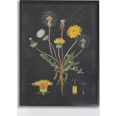 Stupell Industries Botanical Drawing Dandelion Framed Art 40.6x50.8cm