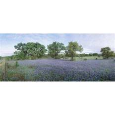 Field of Bluebonnet flowers Texas USA Poster 36x12cm