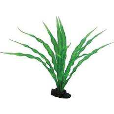 Dohse Crinum 29 cm