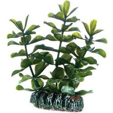 Bacopa HSE Dohse Bacopa 7 cm