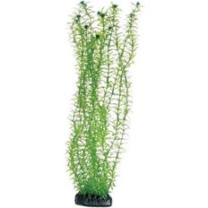 Dohse Lagarosiphon 34 cm