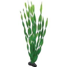 Hobby Dohse Vallisneria 46 cm