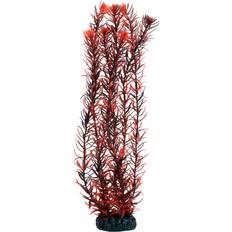 Dohse Eusteralis 39 cm