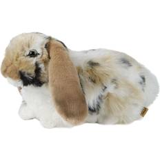 Brown Dutch Lop Eared Rabbit