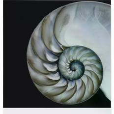 Glass Wall Decor Empire Art Direct Pearly Nautilus Wall Decor 36x36"