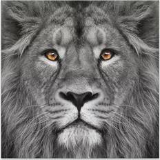 Empire Art Direct King of The Jungle Lion Frameless Free Floating Tempered Glass Panel Graphic Wall Art Wall Decor 96.5x96.5cm