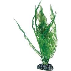 Hobby Dohse Aponogeton 25 cm