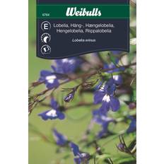 Blå Blomsterfröer Weibulls Lobelia Erinus