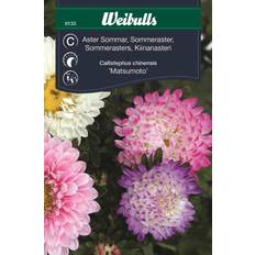 Weibulls Aster Pastell Sommar Blomsterfrø