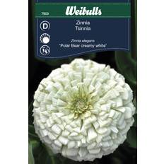 Weibulls Zinnia Blomsterfrø