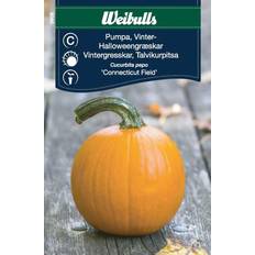 Weibulls Fröer Weibulls Pumpa Halloween
