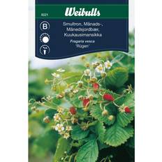 Jordbær planter Weibulls Smultron Rügen Frugt- & Bærfrø