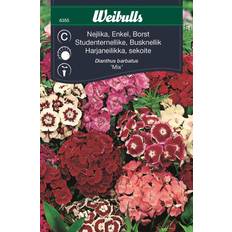 Studenternellike Weibulls Nejlika Enkel Borst Mix Blomsterfrø