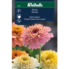 Weibulls Zinnia Cresto Peach and Cream Blomsterfrø
