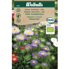 Weibulls Aster Matsumoto Blomsterfrø