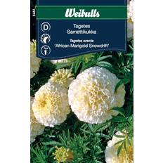 Weibulls Tagetes African Marigold Snowdrift Blomsterfrø