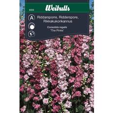 Weibulls Riddarsporre The Pinks Blomsterfrø